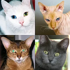 Скачать взлом Cats Quiz Guess Popular Breeds  [МОД Много денег] - стабильная версия apk на Андроид