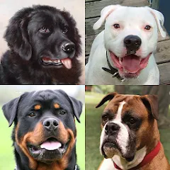 Взлом Dogs Quiz - Guess All Breeds!  [МОД Много денег] - последняя версия apk на Андроид