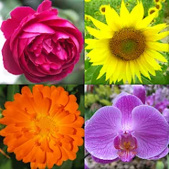 Взлом Flowers Quiz - Identify Plants  [МОД Mega Pack] - стабильная версия apk на Андроид