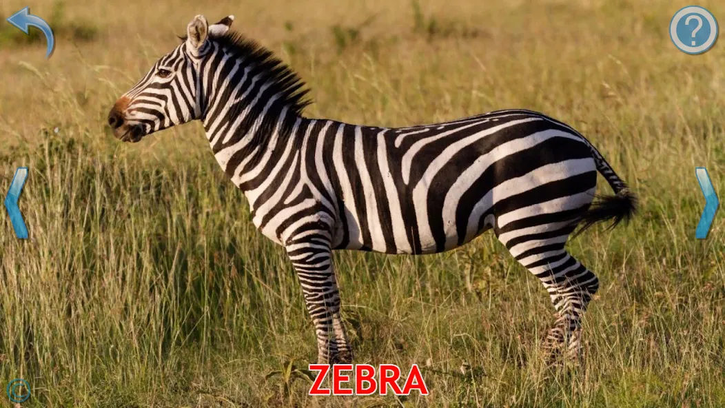 Animals for Kids  [МОД Все открыто] Screenshot 3