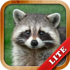 Взломанная Animals for Kids  [МОД Все открыто] - полная версия apk на Андроид